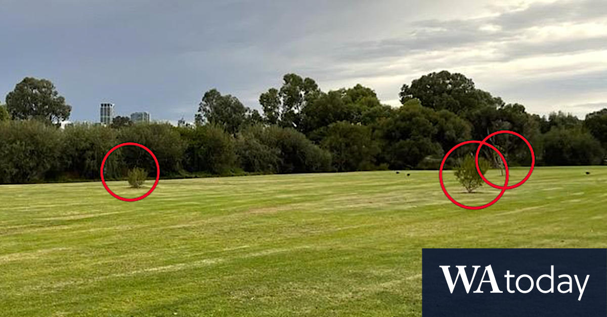 Foreshore furore: Bid to save view-blocking trees deepens council division in South Perth - WAtoday