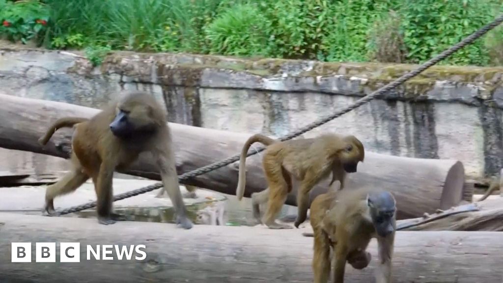 Outcry after German zoo culled baboons due to overcrowding