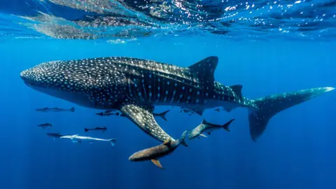 Getty Images A school of suckerfish, sharksuckers and cobia follow a Whale Shark on Ningaloo Reef