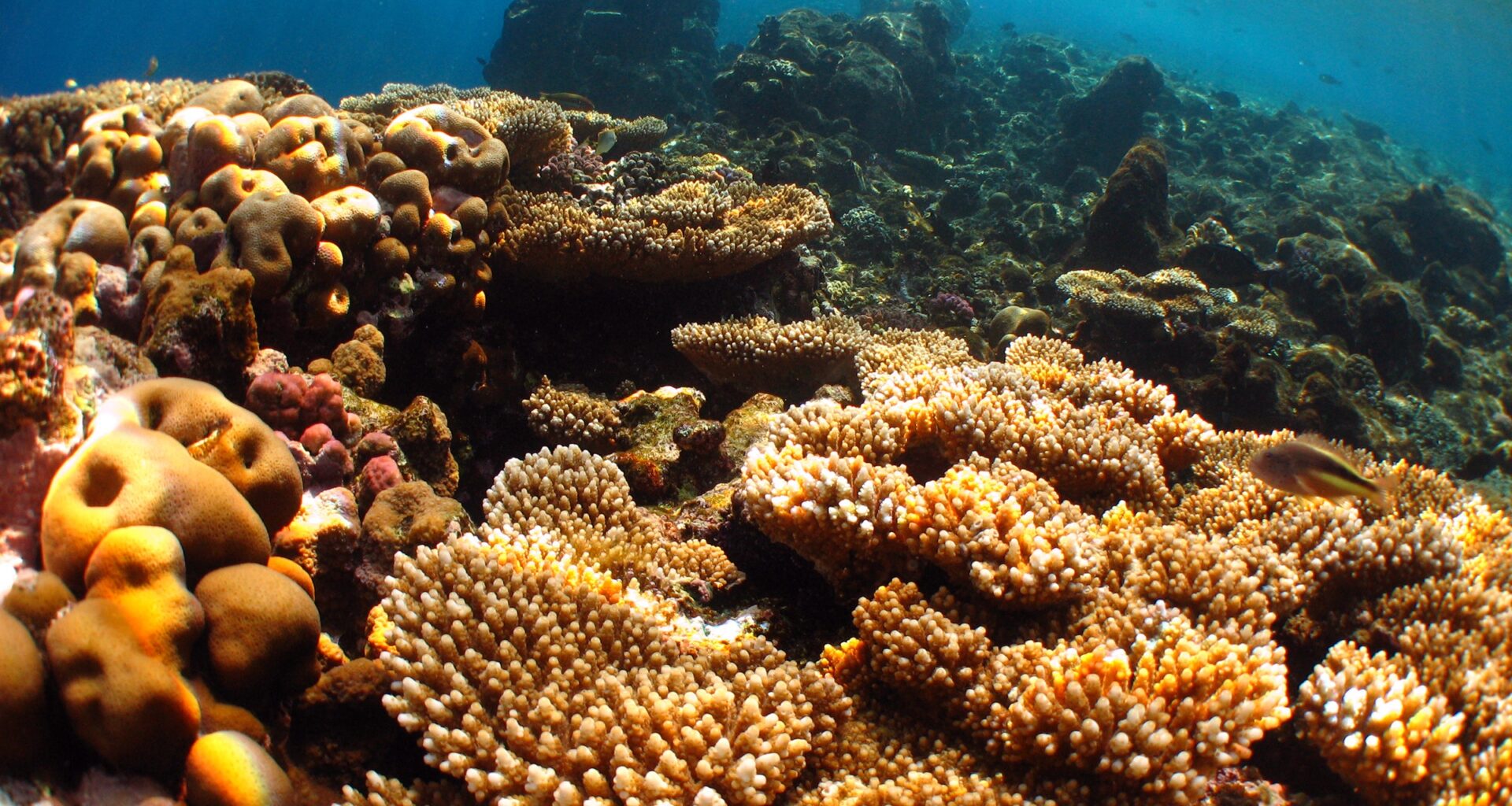 New study reveals coral reef food webs are more siloed and vulnerable than previously understood – Rhody Today