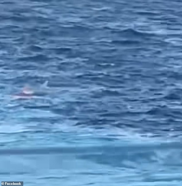 The unidentified South African male crew member, 35, stabbed his 28-year-old coworker, who was also South African, multiple times during a personal dispute, the cruise line and the Royal Bahamas Police Force said (pictured: the male crew member underwater, left)