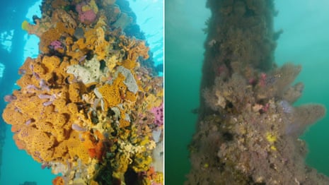 Toxic algal bloom off South Australia coastline devastates marine life – video