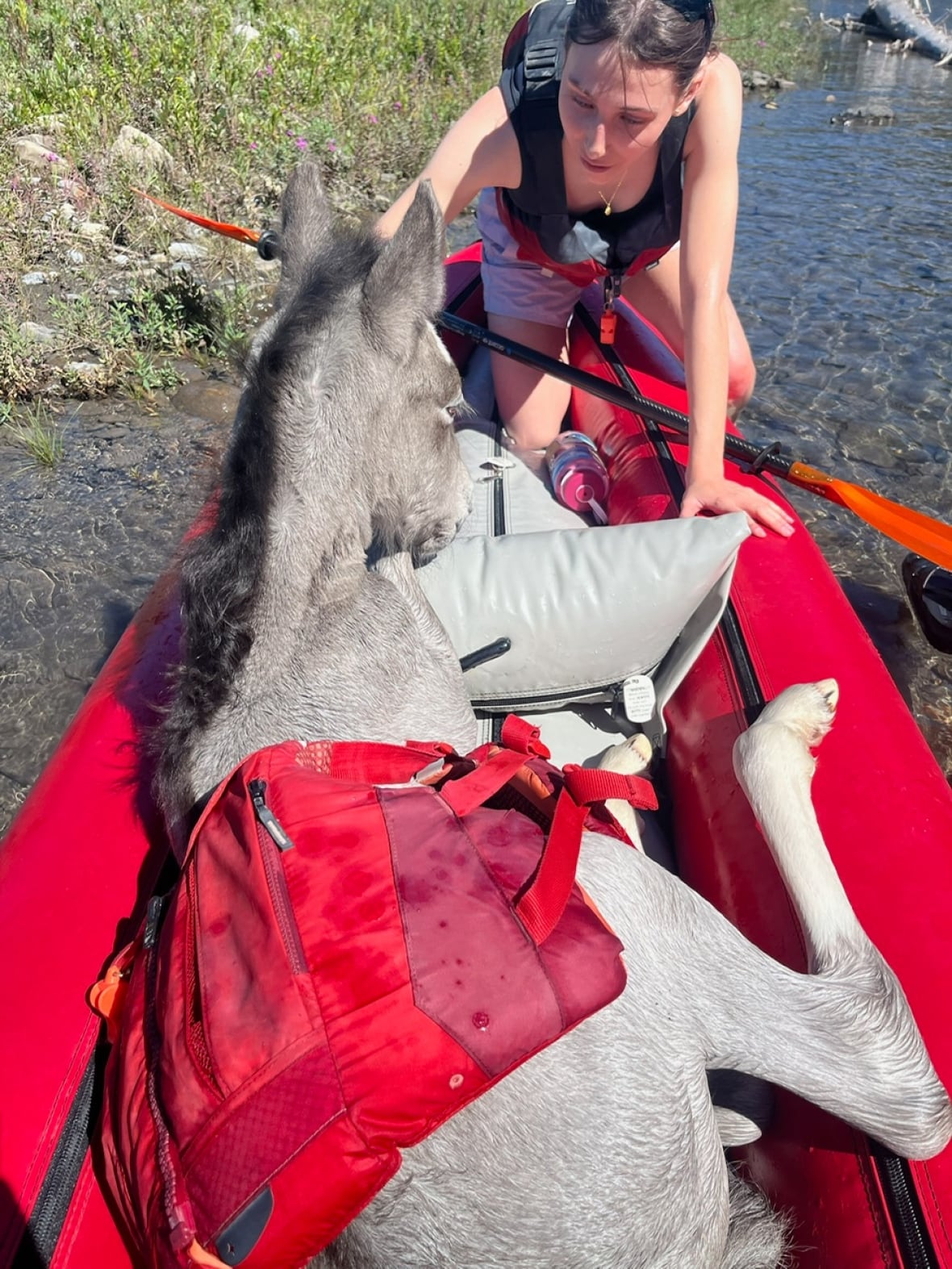 A woman and a baby horse in a boat.