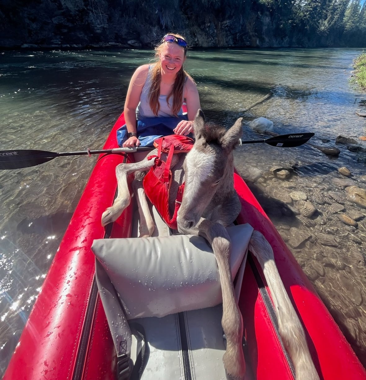 A woman and a horse in a raft.
