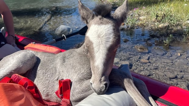 Baby horse gets 'second chance at life' after being rescued by paddlers in Kananaskis River