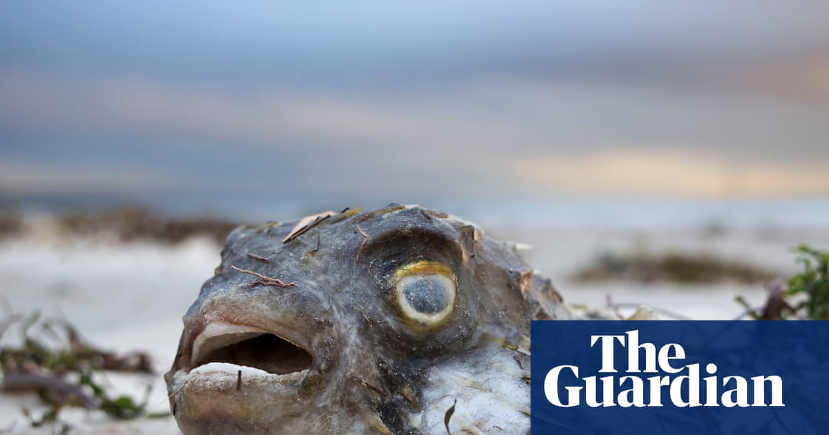 South Australian premier declares algal bloom catastrophe a ‘natural disaster’ in defiance of federal Labor | South Australia