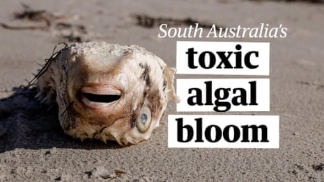 Death on the sand: fish and animal carcasses rot on Adelaide shores amid toxic algal bloom – video