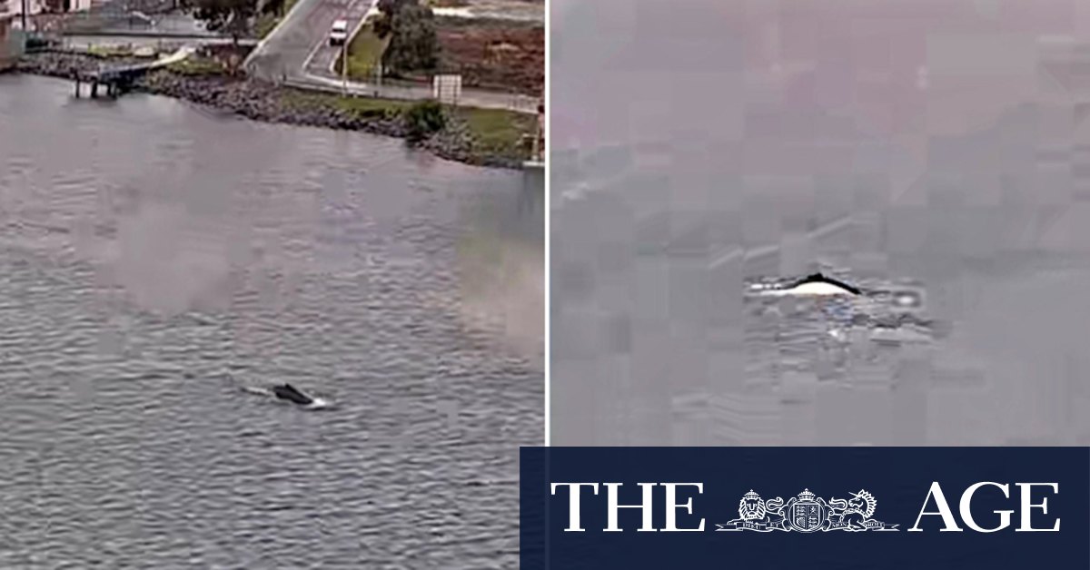 Humpbacks spotted in Yarra River in Melbourne