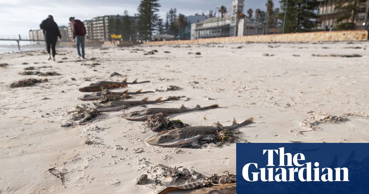 SA’s algal bloom ‘one of the worst marine disasters in living memory’, and driving force could rival black summer, experts say | South Australia
