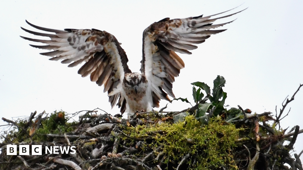 An osprey in a nest, with its wings outstretched. The bird is white and brown and the nest is full of twigs, branches and green vegetation.