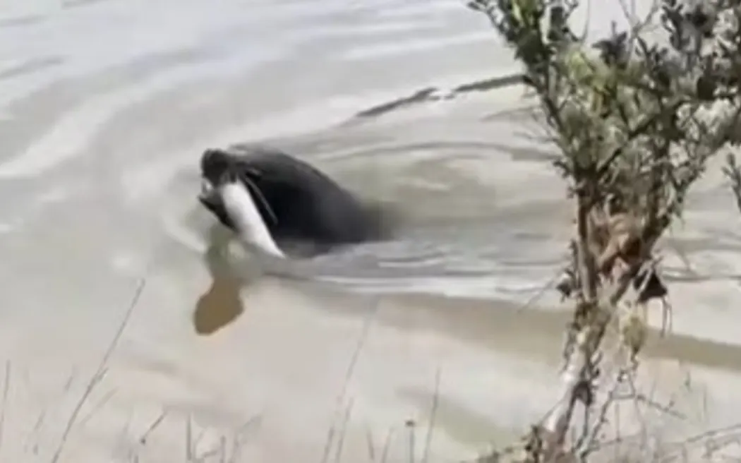 Seal spotted feasting on eels 10km inland