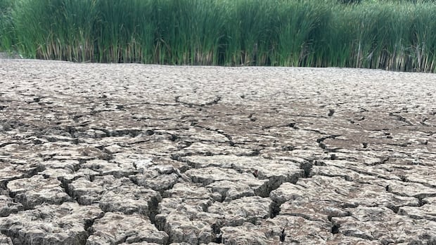 'An incredibly sobering sight': Man snaps photos of bone-dry marsh in parched N.S.