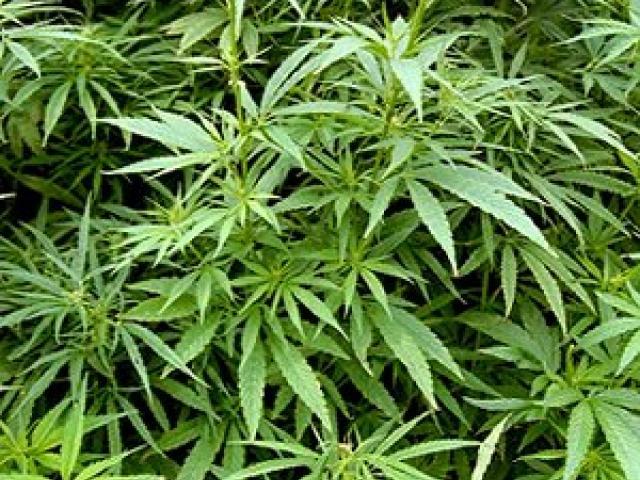 Couple set to lose $1.7m in property after cannabis bust