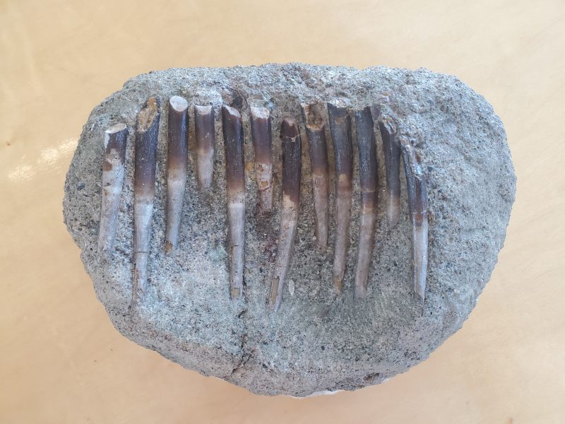 A set of long, sharp teeth are embedded in an ovular rock.