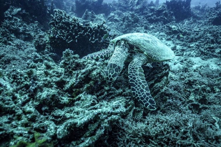 A sea turtle nibbles on what remains of the once vibrant reef