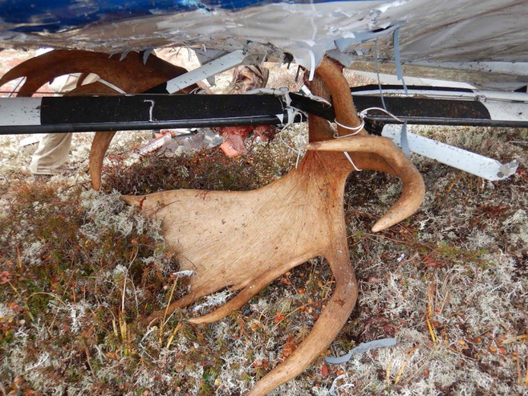 An antler mounted to the wing of Eugene Peltola's plane.