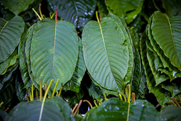 Kratom leaves at a market.