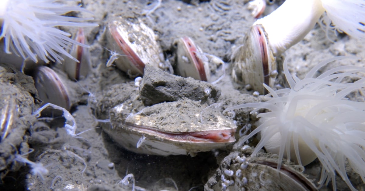 Deep-sea submersible discovers flourishing ecosystem