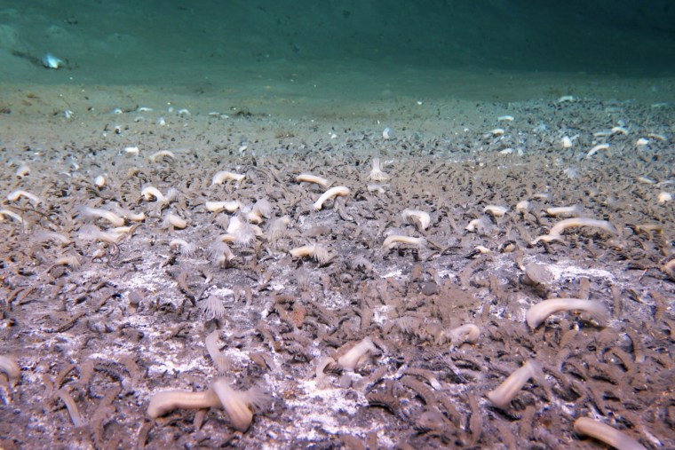 Tube-dwelling polychaetes are dominant at 22,500 meters at the Aleutian Deepest, with spots of white microbial mats. 