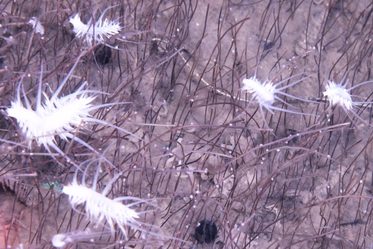 Free-moving polychaetes navigate dense colonies of frenulate siboglinids.
