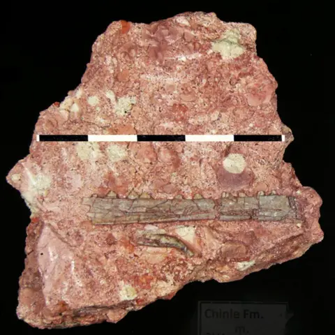 Suzanne McIntire The image shows a chunk of rock that has a pinkish hue. There is a fossilised bone embedded in the rock. It is the elongated jaw of a creature - the newly discovered species of flying reptile. A row of teeth embedded in the jawbone is clearly visible. 