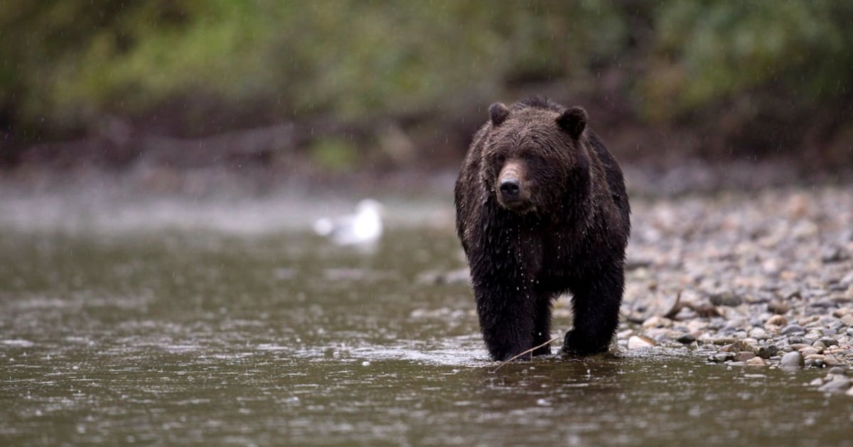 Grizzly bear attack leaves B.C. man with ‘significant injuries’: officials - CTV News
