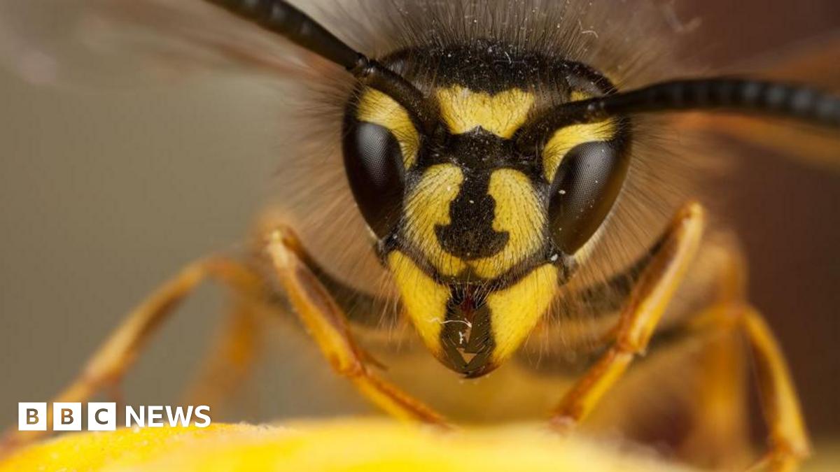A long, thin, black and green digger wasp carrying a caterpillar across a sandy surface.