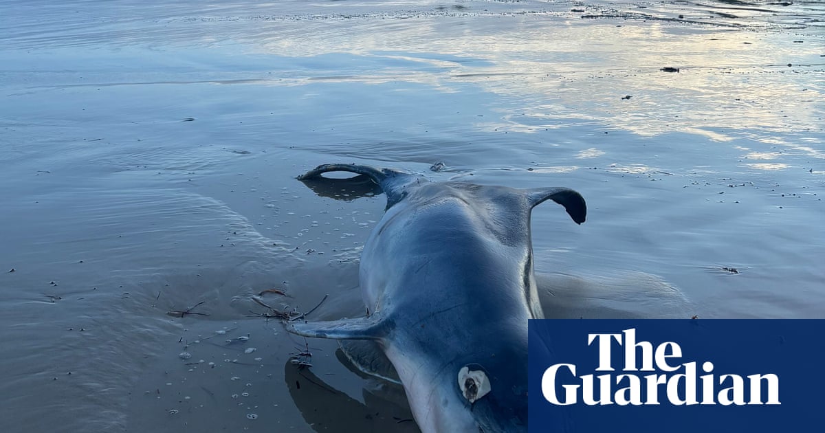 SA’s toxic algal bloom is twice the size of the ACT, has killed 12,000 animals and is filling even the experts with dread | South Australia