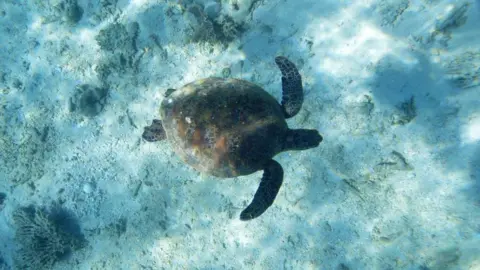 Getty Images A sea turtle swimming in the sea, seen from above