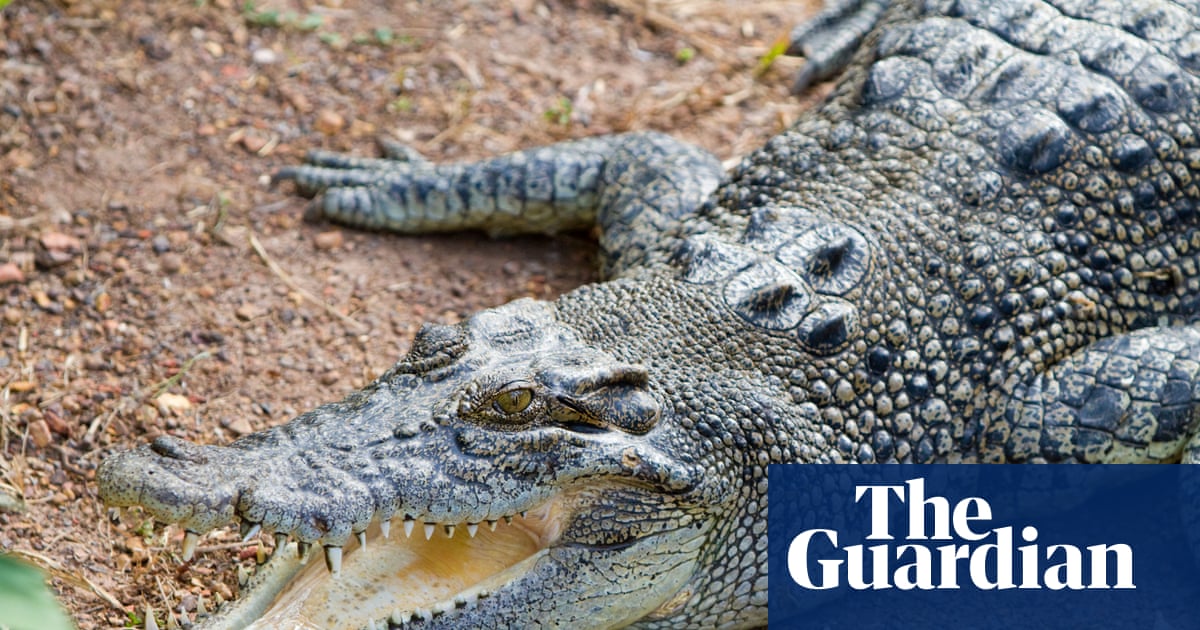 What a croc: the day a reptile was reportedly seen in Noosa … or was it? | Queensland