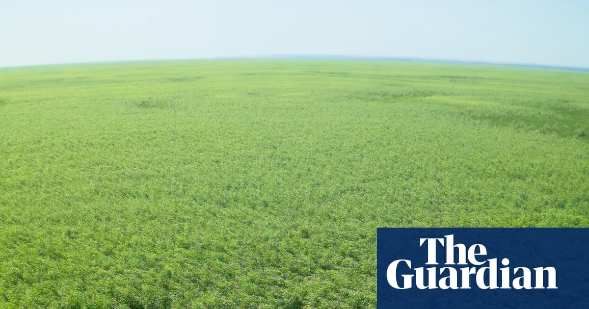 In Ukraine’s bombed out reservoir a huge forest has grown – is it a return to life or a toxic timebomb? | Ukraine