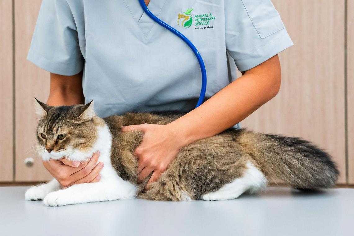 Pet owners can protect their pets and themselves through regular vet check-ups, good hygiene, and informing doctors about animal contact if unwell.