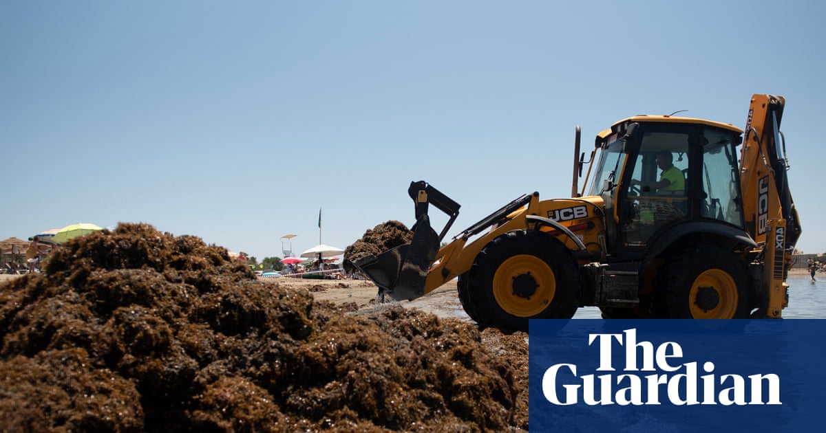 Thousands of tons of invasive seaweed ‘overwhelming’ Spanish beaches | Invasive species
