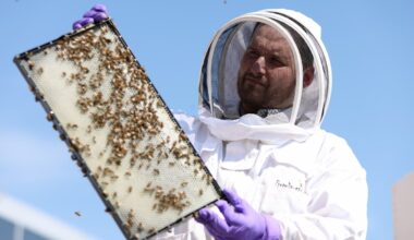 Rise in honeybee mortality rate coincides with stricter antibiotic regulation, study finds