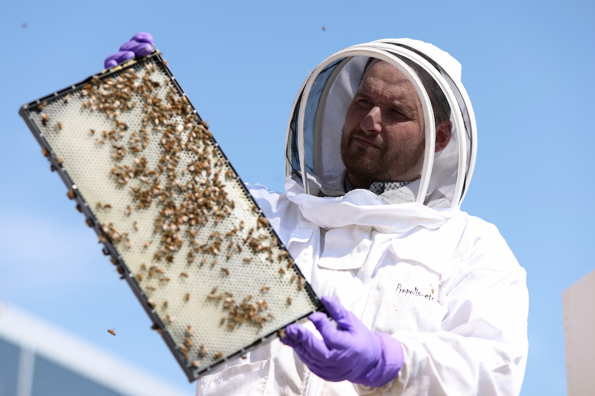 Rise in honeybee mortality rate coincides with stricter antibiotic regulation, study finds