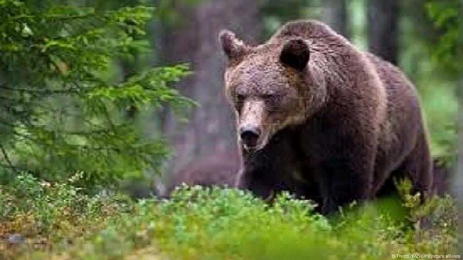 Bear that killed runner in Italy moved to German sanctuary – DW – 07/20/2025