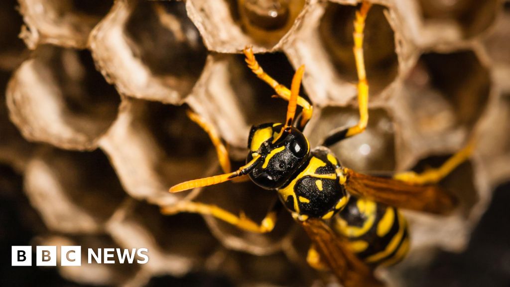 Radioactive wasp nest discovered at old US nuclear weapons site
