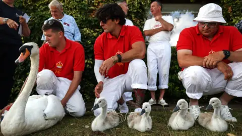 EPA Swans being counted and weighed by swan uppers