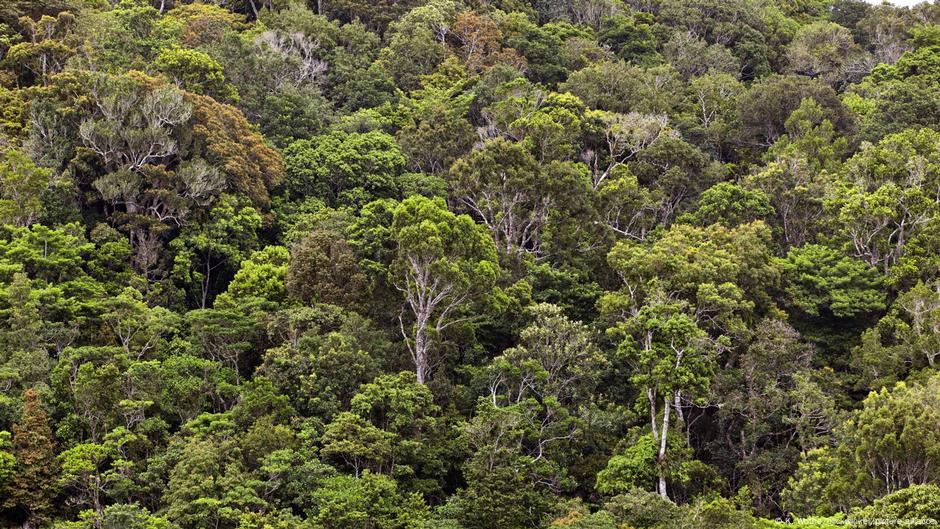 New giant stick insect is Australia's heaviest – DW – 07/31/2025