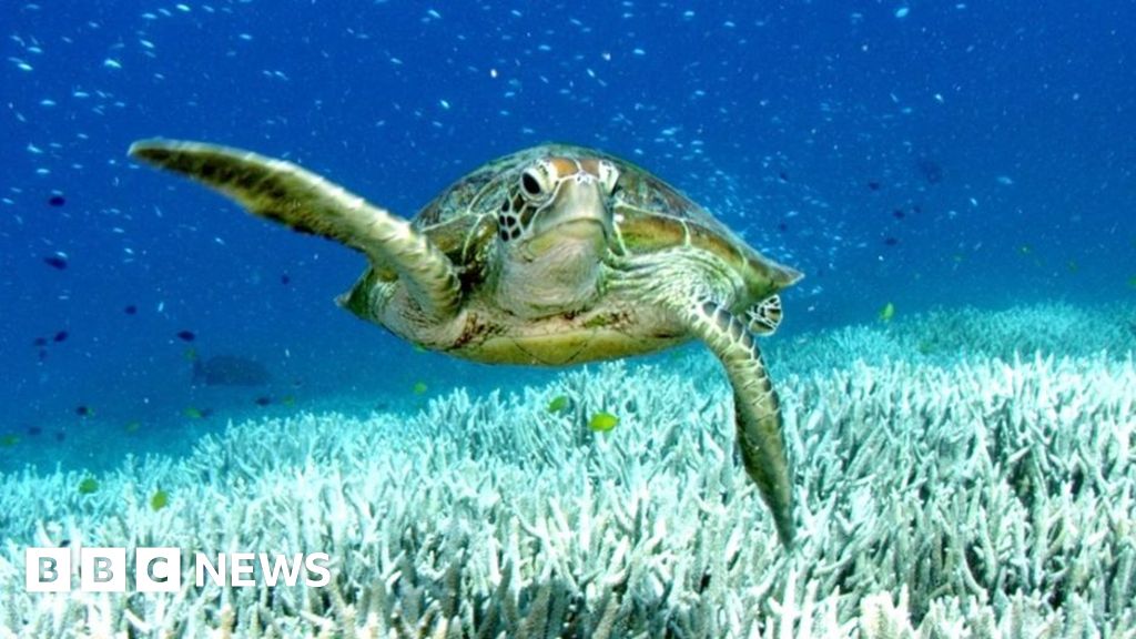 Australia's coral reefs bleached by marine heatwave