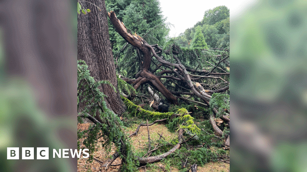Southend council investigates new park tree branch collapse