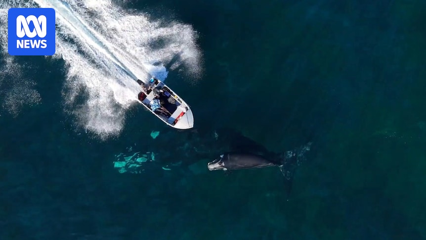 Southern right whale calf hit by boat at Stanwell Park, NSW