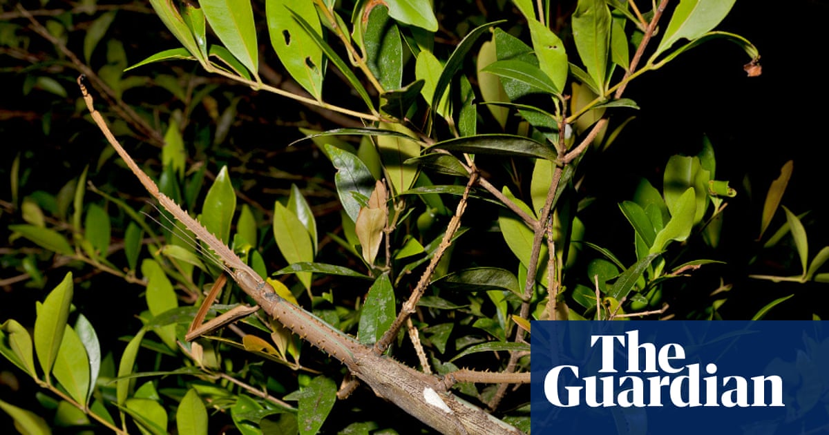 Supersized stick insect discovered in high-altitude trees in Australia | Insects