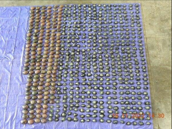 SunLive - Pāua poacher jailed for two and a half years