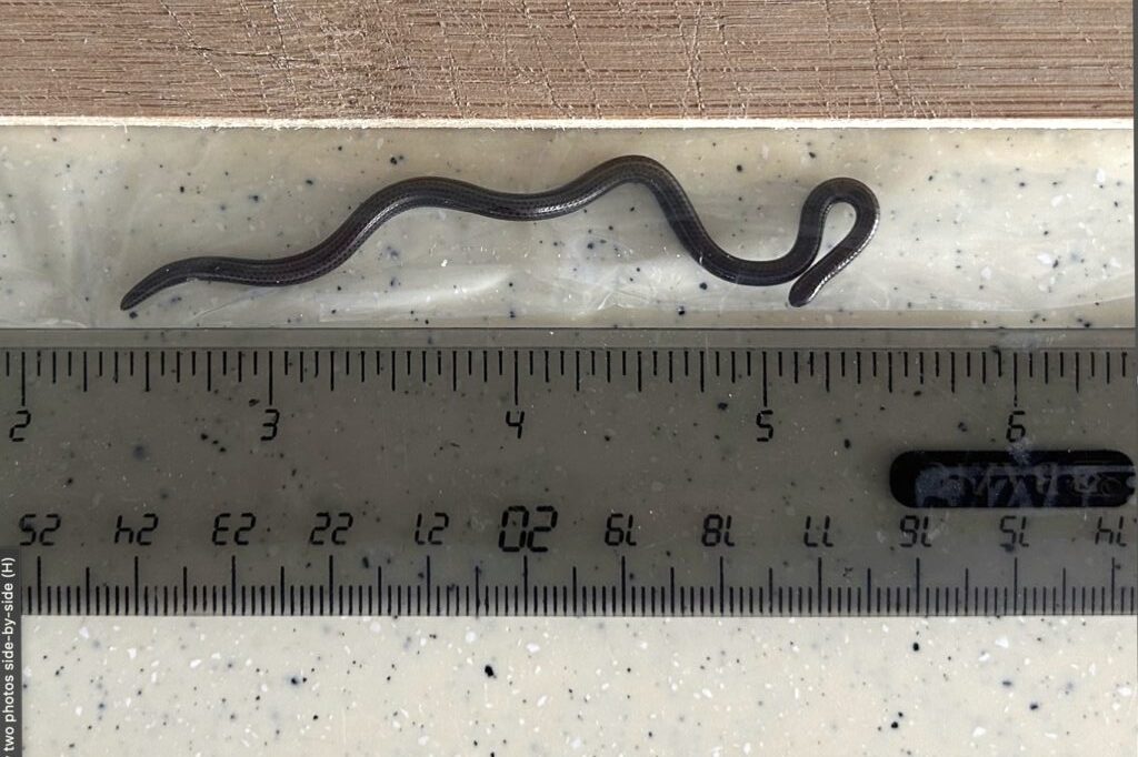 Barbados Rediscovered Snake