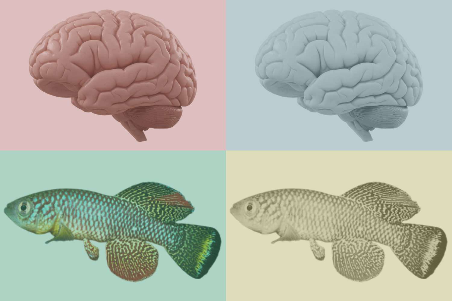 Composite image of two human brains and two fish.