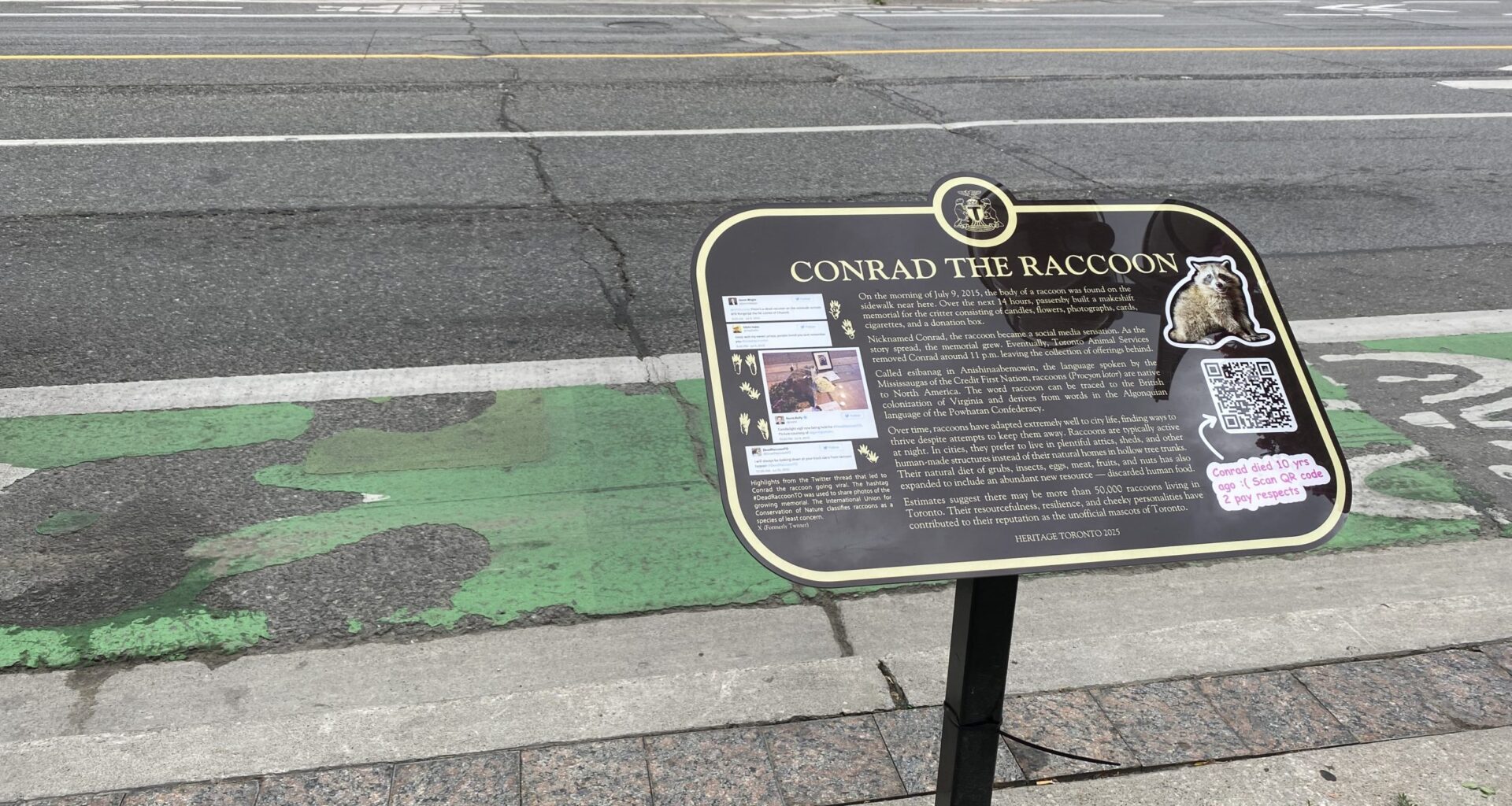 Raccoon whose sidewalk death went viral in 2015 immortalized in Toronto's history