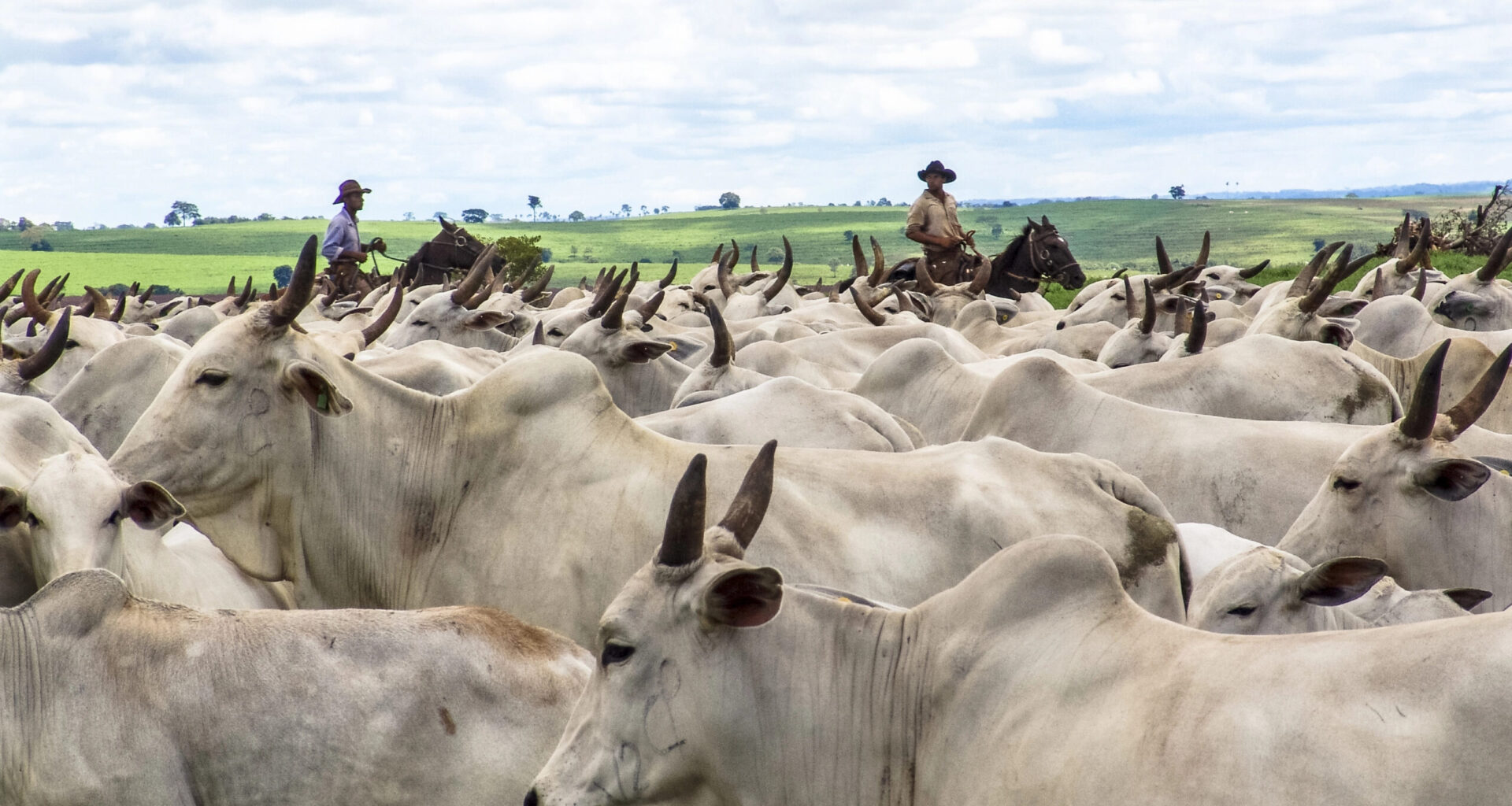 Depositphotos_182553396_XL-scaled