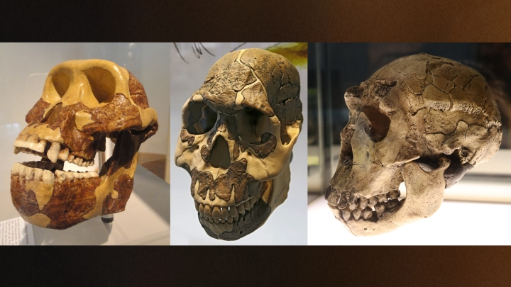 Changes in Diet Drove Physical Evolution in Early Humans