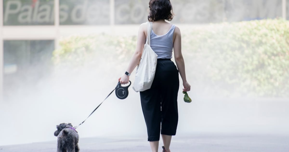 Montreal under heat warning as temperatures climb - CTV News